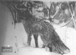 fox pic- Exploration