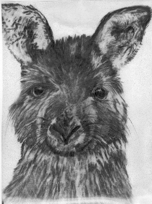kangaroo pic