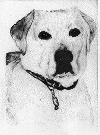 dog pic-Schroeder's brother