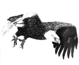 eagle