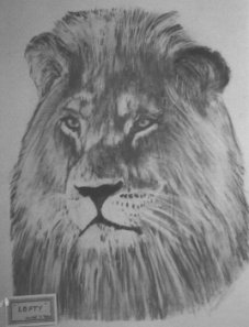 lion pic Lofty