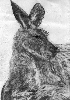 kangaroo pic