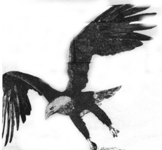 eagle