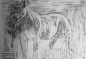 lion pic -Protection