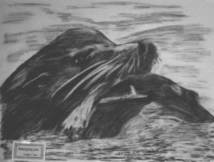 seals pic - Provision