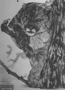 panther pic - Unrestraint