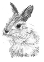 rabbit pic - My Pet