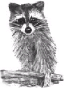 Raccoon sketch titled: Looking for Trouble