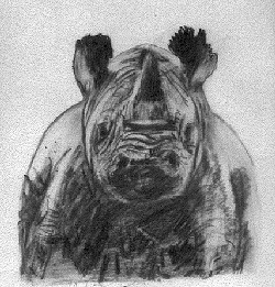 Rhino pic