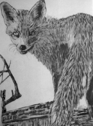 fox pic- silent mover