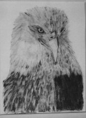 eagle pic - Notice the Provision