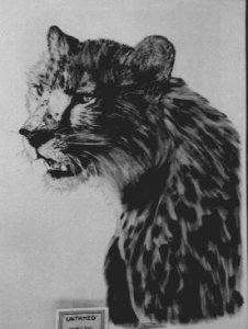 cheetah pic - Untamed