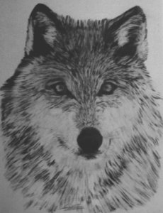 wolf pic