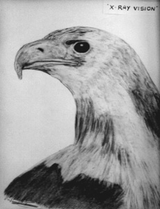 eagle pic: X-ray vision