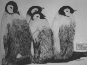penguins pic - Young Emperors