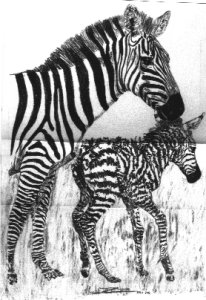 zebra pic - New Arrival
