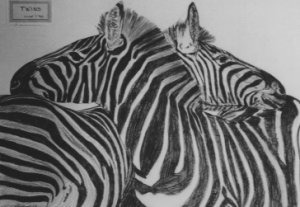 zebra pic -Twins