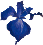 Iris from the I Feel Blue Painting