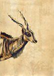 Eland sketch