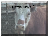 Cattle Drive 1