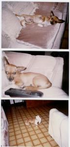 the 1st test subject...