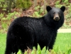 American Black Bear