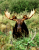 Bull Moose