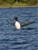 Calling Loon