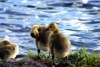 Fuzzy Baby Geese