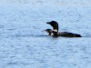 Loon With Chick