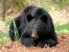 Resting Black Bear