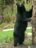 Standing Black Bear