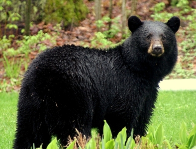 American Black Bear