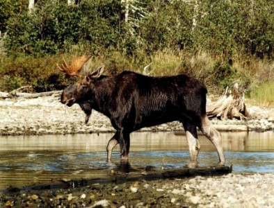 River Moose