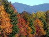 Fall Foliage
