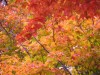 New England Fall Foliage
