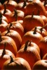 Pumpkin Harvest
