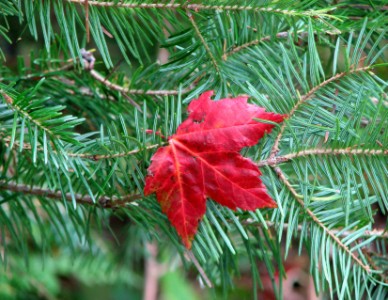 Maple And Spruce