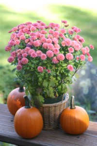 Mums And Pumpkins