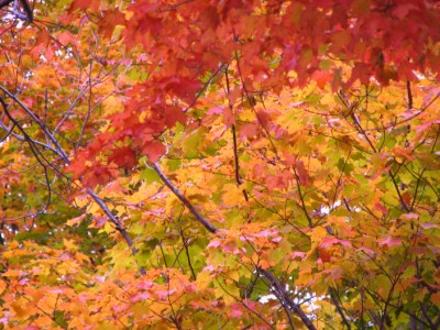 New England Fall Foliage