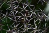Allium