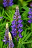 Early Lupines