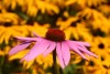 Echinacea