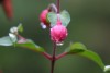 Fuchsia Pod
