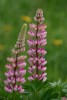 Pink Lupines