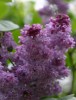 Purple Lilac