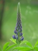 The Promise Of Lupine
