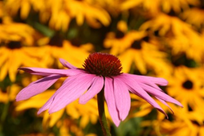 Echinacea