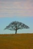 One Tree