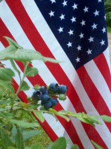 Blueberries and Flag - Maine, USA